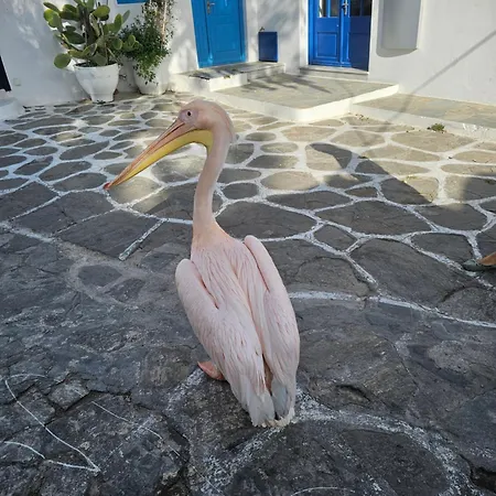 Apartment Capparis